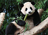 Baby panda Fubao munches bamboo on her first birthday on Tuesday at Everland, an amusement park in Gyeonggi. On July 20, 2020, Fubao was the first panda to be born on Korean soil. Avid followers of the baby panda have been watching her grow online through photos and videos released by the theme park. [YONHAP]