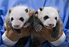 Giant panda twins born at Everland in Yongin, Gyeonggi, turned a month old Sunday. [EVERLAND]