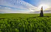 The barley turns green in mid-April in Gochang in North Jeolla. [JOONGANG PHOTO]