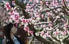 A passerby watches blooming flowers in Gyeongsan, North Gyeongsang, on Tuesday. [YONHAP]