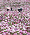 Tourists enjoy the colors of autumn in a field of cosmos flowers in Anseong, Gyeonggi, on Tuesday. [YONHAP]