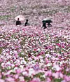 Tourists enjoy the colors of autumn in a field of cosmos flowers in Anseong, Gyeonggi, on Tuesday. [YONHAP]
