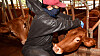 A cow is being vaccinated at a farm in Pohang, North Gyeongsang, on Wednesday. [NEWS1]