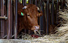 A cow vaccinated against lumpy skin disease eats cattle feed at a farm in Daejeon on Wednesday. [JOONGANG PHOTO]