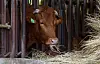 A cow vaccinated against lumpy skin disease eats cattle feed at a farm in Daejeon on Wednesday. [JOONGANG PHOTO]