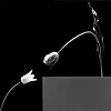 ″Two Tulips″(1984) by Robert Mapplethorpe. [THE ROBERT MAPPLETHORPE FOUNDATION/ KUKJE GALLERY]