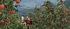 Farmers harvest hongno, a variety of apple that is harvest early in the fall in Geochang, South Gyeongsang. [YONHAP]