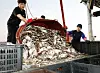 Fishermen pour out ggotge, or horse crabs, in Taean, South Chungcheong. The crabs get fatter in the fall, which makes the season ideal to eat crabs. [YONHAP]