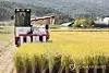 Koreans are now eating less rice than ever before