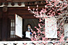 A visitor takes a picture of apricot flowers from the second floor of Seokeodang, which is usually off-limits to visitors, inside Deoksu Palace in central Seoul, on Tuesday. [JOONGANG ILBO]