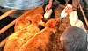 Calf triplets drink milk at a farm in Jangsu County, North Jeolla on the last day of 2020. The three calfs were born just weeks before the start of 2021, the Year of the White Ox, said to be a year of peace and leisure. [YONHAP]