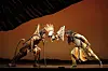 Anthony Lawrence as Scar during the 2022 international tour team's production of 'The Lion King' in Seoul. [S&CO]