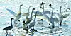 Migratory birds fly from Eulsukdo. The location is where the Nakdong River and the South Sea meet. [SONG BONG-GEUN]