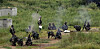 Civilian receives minor injuries during army mortar fire training