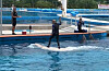 The Geoje Sea World marine zoo in Geoje, South Gyeongsang [HOT PINK DOLPHINS]