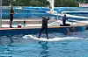 The Geoje Sea World marine zoo in Geoje, South Gyeongsang [HOT PINK DOLPHINS]