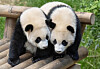 Everland's twin pandas Hui Bao, left, and Rui Bao [SAMSUNG C&T]