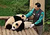 Everland releases photos of Fu Bao's twin siblings celebrating 100 days