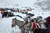 Villagers with their oxen and horses ascend the mountain during rescue efforts to reach hundreds of hikers trapped by heavy snow at tourist campsites on a slope of Mount Everest in Tibet on Sunday, Oct. 5. [AP/YONHAP]