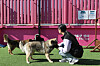 A dog handler pets dogs in western Seoul on Feb. 24, 2024. [YONHAP]