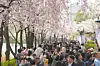 In a photo provided by the Songpa District Office on March 27, visitors stroll along Seokchon Lake in Jamsil, southern Seoul, during the 2024 Cherry Blossom Festival. [SONGPA DISTRICT OFFICE]