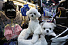 Two dogs are seen next to pet products at the Christmas Seoul Pet Show at Setec in Gangnam District, southern Seoul, on Dec. 12, 2025. [NEWS1]