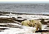 A polar bear sow and two cubs are seen on the Beaufort Sea coast within the 1002 Area of the Arctic National Wildlife Refuge in this undated handout photo provided by the U.S. Fish and Wildlife Service Alaska Image Library on December 21, 2005. [YONHAP/REUTERS]