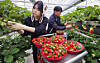 Farmers harvest strawberries at a strawberry farm in Daejeon on Dec. 30, 2025. [JOONGANG ILBO]
