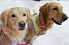 Pet dogs are seen at a pet fair held at Seoul Trade Exhibition & Convention in Gangnam District, southern Seoul, on March 16. [YONHAP]