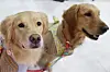 Pet dogs are seen at a pet fair held at Seoul Trade Exhibition & Convention in Gangnam District, southern Seoul, on March 16. [YONHAP]