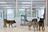 Pet dogs are seen at a temporary sitting center in Seodaemun District, western Seoul, on Feb. 24, 2024. [YONHAP]