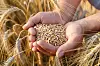 The hands of a farmer close-up holding a handful of wheat grains in a wheat field. [SHUTTER STOCK]