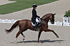 Korea's Hwang Young-shik and Delmonte 7 in action during the dressage qualifiers at the Chateau de Versailles in Versailles, France on Tuesday. [REUTERS/YONHAP]