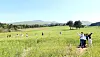 Tourists enjoy a barley field in Jeju Island, one of the settings for the Netflix series “When Live Gives You Tangerines,” which is partially set in Jeju, on May 4. [NEWS1]