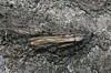 This transverse bamboo wind instrument was recently unearthed at the site of the royal palace of the Baekje Dynasty (18 B.C. to A.D. 660) in the area now known as Buyeo County, South Chungcheong, the Buyeo National Research Institute of Cultural Heritage under the Korea Heritage Service said on Feb. 5. [KOREA HERITAGE SERVICE]
