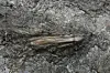 This transverse bamboo wind instrument was recently unearthed at the site of the royal palace of the Baekje Dynasty (18 B.C. to A.D. 660) in the area now known as Buyeo County, South Chungcheong, the Buyeo National Research Institute of Cultural Heritage under the Korea Heritage Service said on Feb. 5. [KOREA HERITAGE SERVICE]
