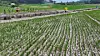 Rice paddies in Seogwipo, Jeju, crack from drought caused by a prolonged heat wave on July 8. [YONHAP]
