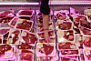Hanwoo, otherwise known as Korean beef, is on sale at a supermarket in Seoul, ahead of the Chuseok holiday. [YONHAP]