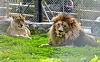 Barami is seen living together with a female lion, Dodo, at Cheonju Zoo in October 2023. [KIM SUNG-TAE]