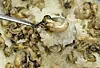 Oysters in rice [GETTY IMAGES]