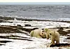 A polar bear sow and two cubs are pictured on the Beaufort Sea coast within the 1002 Area of the Arctic National Wildlife Refuge in this undated handout photo provided by the U.S. Fish and Wildlife Service Alaska Image Library on December 21, 2005. [REUTERS/YONHAP]