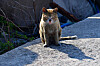 A cat sits on the pavement in Yeongdeok, South Gyeongsang on April 3. Photo is not directly related to the article. [NEWS1]