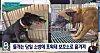 Screen capture of SBS news reporting the story of two wild dogs that attacked a man in his 60s in Busan. [SCREEN CAPTURE]