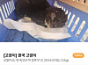 A picture of a cat that was found severely burned in Dong District, Daejeon, posted on animal rights group Care's website [SCREEN CAPTURE]