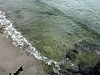 Masses of green sea lettuce drift between the waves at Hamdeok Beach in Jeju on June 24. [JOONGANG ILBO]