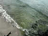 Masses of green sea lettuce drift between the waves at Hamdeok Beach in Jeju on June 24. [JOONGANG ILBO]