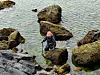A man wades through green sea lettuce that has washed ashore near a port in Iho-dong, western Jeju, on June 23. [JOONGANG ILBO]