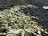 Green sea lettuce rots on the pebble shore off Iho-dong, western Jeju, on the morning of June 24. [JOONGANG ILBO]