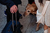 A drug-sniffing dog conducts detection activities during a campaign to curb drug smuggling at Incheon International Airport on Dec. 22, 2025. [JOINT PRESS CORPS]