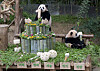 Everland's twin pandas Rui Bao, left, and Hui Bao, enjoy their first birthday cake on their birthday on July 7. [SAMSUNG C&T]
